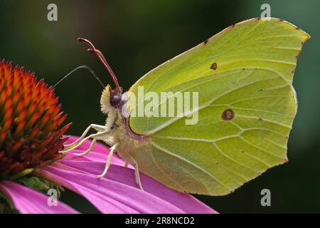 Zitronenfalter (Gonepteryx rhamni) auf Purpursonnenhügel (Echinacea purpurea), Niedersachsen, Deutschland Stockfoto