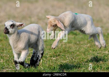 Merinoschafe, Lämmer, Lämmer, Schafe, Schafe, Abnehmbar Stockfoto