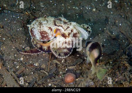 Avened Octopus, Amphioctopus marginatus, belästigt von Schwarzbändigem Damselfisch, Amblypomacentrus breviceps, Melasti Tauchplatz, Amed, Karangasem Re Stockfoto