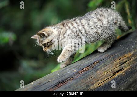 Europäische Wildkatze (Felis silvestris), Jungtier, Seitenansicht Stockfoto