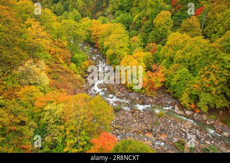 Herbstblätter von Tamagawa Onsen Stockfoto