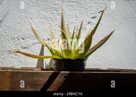 Aloe Vera in einem Topf mit einer dekorativen Palette, die die ersten Sonnenstrahlen empfängt Stockfoto