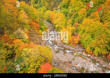 Herbstblätter von Tamagawa Onsen Stockfoto