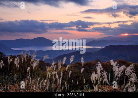 Silbergras auf dem Tazawako-Plateau Stockfoto