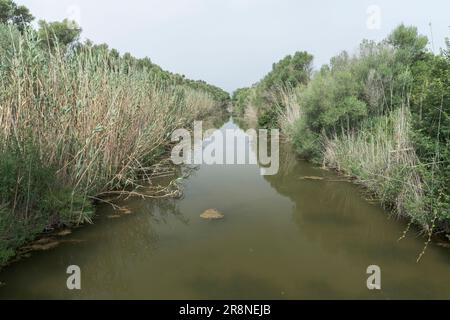 Blick auf Feuchtgebiet-Lebensraum, S’Albufera-Reservat, Mallorca, Balearen, Spanien, 19. Juni 2023 Stockfoto