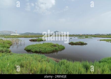 Blick auf Feuchtgebiet-Lebensraum, S’Albufera-Reservat, Mallorca, Balearen, Spanien, 19. Juni 2023 Stockfoto