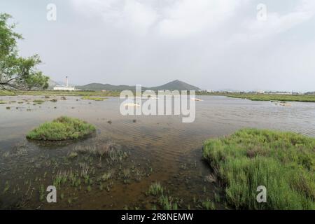 Blick auf Feuchtgebiet-Lebensraum, S’Albufera-Reservat, Mallorca, Balearen, Spanien, 19. Juni 2023 Stockfoto