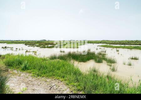 Blick auf Feuchtgebiet-Lebensraum, S’Albufera-Reservat, Mallorca, Balearen, Spanien, 19. Juni 2023 Stockfoto