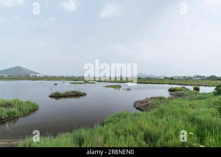 Blick auf Feuchtgebiet-Lebensraum, S’Albufera-Reservat, Mallorca, Balearen, Spanien, 19. Juni 2023 Stockfoto