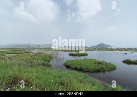 Blick auf Feuchtgebiet-Lebensraum, S’Albufera-Reservat, Mallorca, Balearen, Spanien, 19. Juni 2023 Stockfoto