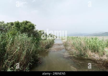 Blick auf Feuchtgebiet-Lebensraum, S’Albufera-Reservat, Mallorca, Balearen, Spanien, 19. Juni 2023 Stockfoto