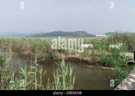 Blick auf Feuchtgebiet-Lebensraum, S’Albufera-Reservat, Mallorca, Balearen, Spanien, 19. Juni 2023 Stockfoto