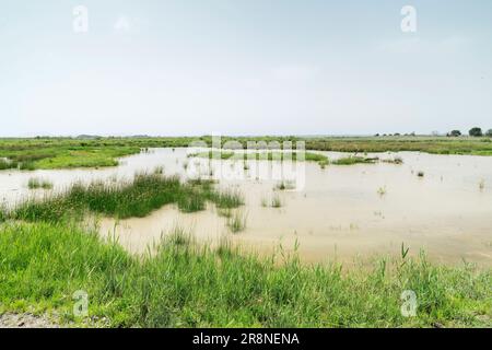 Blick auf Feuchtgebiet-Lebensraum, S’Albufera-Reservat, Mallorca, Balearen, Spanien, 19. Juni 2023 Stockfoto