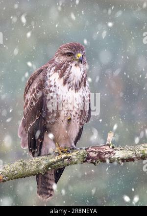 Detaillierte Nahaufnahme eines wilden, britischen Bussardes (Buteo buteo) im Freien, der auf einem Baumzweig im fallenden Schnee thront. Stockfoto