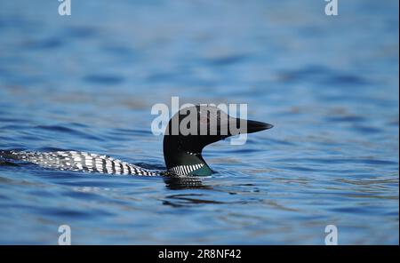 Dieser große Taucher aus dem Norden in einem loch in Sutherland im Juni! Stockfoto