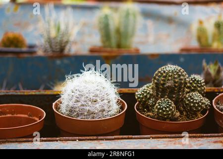 Kleine Pflanzen im Garten. Kakteen und Sukkulent in den Töpfen anbauen. Sammlung, verschiedene Kakteen im Regal des Gewächshauses. Zimmerpflanzen. Deser Stockfoto