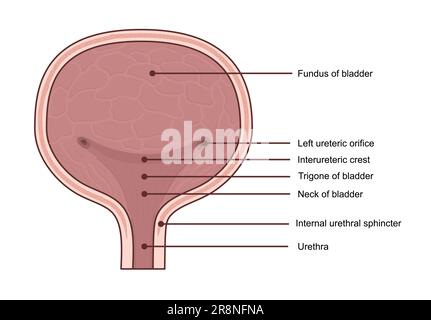 Anatomie der Harnblase. Bearbeitbare Vektordarstellung in realistischem Stil, isoliert auf weißem Hintergrund. Medizinisches Diagrammkonzept. Bildungsinfogra Stock Vektor
