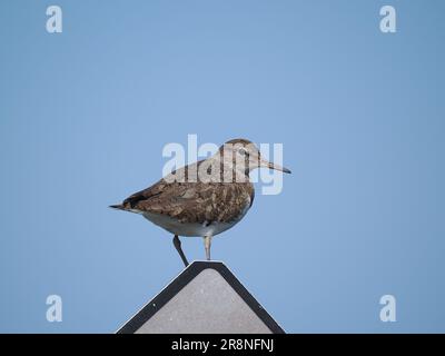 Gewöhnliche Sandstreuer sind ein nervöses, kleines Wader, aber wenn man ein Auto als mobiles Versteck benutzt, kann man sich nahe treffen. Stockfoto