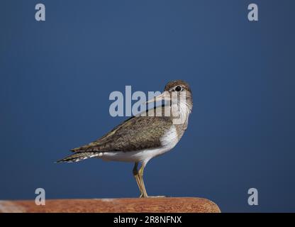 Gewöhnliche Sandstreuer sind ein nervöses, kleines Wader, aber wenn man ein Auto als mobiles Versteck benutzt, kann man sich nahe treffen. Stockfoto