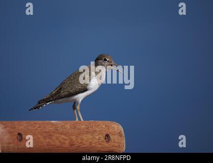 Gewöhnliche Sandstreuer sind ein nervöses, kleines Wader, aber wenn man ein Auto als mobiles Versteck benutzt, kann man sich nahe treffen. Stockfoto