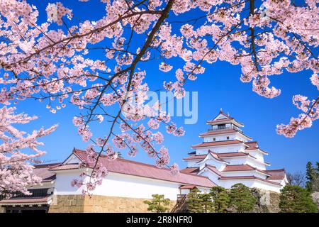 Schloss Tsuruga und Kirschblüten Stockfoto