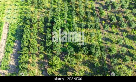 Landwirtschaftliches Feld aus der Vogelperspektive. Reihen Boden vor dem Pflanzen. Landwirtschaftskonzept aus der Luft. Selektiver Fokus enthalten. Drohnenansicht. Stockfoto