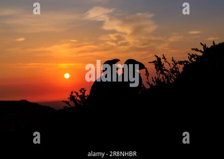 Ein Paar Papageientaucher (Fratercula arctica), die bei Sonnenaufgang auf Skomer, einer Insel in Pembrokeshire in der Nähe von Marloes, West Wales, Silhouette tragen und für ihre Tierwelt bekannt sind Stockfoto