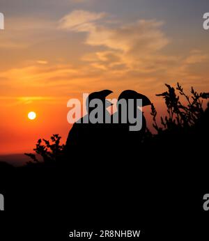 Ein Paar Papageientaucher (Fratercula arctica), die bei Sonnenaufgang auf Skomer, einer Insel in Pembrokeshire in der Nähe von Marloes, West Wales, Silhouette tragen und für ihre Tierwelt bekannt sind Stockfoto