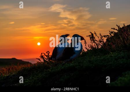 Ein Paar Papageientaucher (Fratercula arctica), die bei Sonnenaufgang auf Skomer, einer Insel in Pembrokeshire in der Nähe von Marloes, West Wales, Silhouette tragen und für ihre Tierwelt bekannt sind Stockfoto