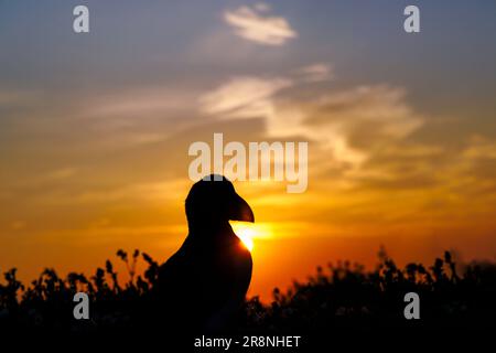 Ein Papageientaucher (Fratercula Arctica), der bei Sonnenaufgang auf Skomer, einer Insel in Pembrokeshire in der Nähe von Marloes, West Wales, Silhouette trägt und für seine Tierwelt bekannt ist Stockfoto