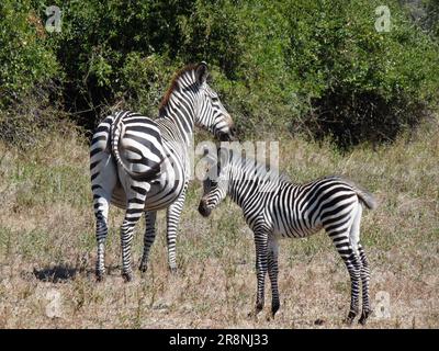 Zwei gestreifte Zebras nebeneinander in einem Grasfeld in der afrikanischen Savanne Stockfoto