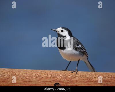 Rattenschwanz ist der in Großbritannien ansässige schwarz-weiße Wagtail, der hier im Juni im schottischen Hochland fotografiert wurde. Stockfoto