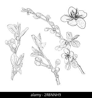 Vektorbildsatz mit blühenden Zweigen und Blüten von Kirsche, Sakura, Apfel, Pflaume, wilder Kirschpflaume, Vogelkirsche. Realistischer schwarzer Umriss von Stock Vektor