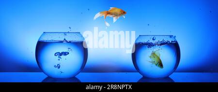 Goldfische springen aus einer Glasfischschüssel in einen anderen auf blauem Hintergrund Stockfoto