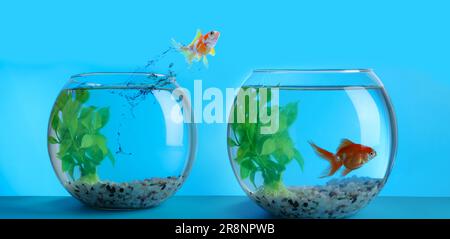 Goldfische springen aus einer Glasfischschüssel in eine andere auf hellblauem Hintergrund Stockfoto