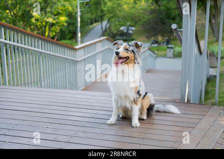 Porträt eines wunderschönen blauen Merle-australischen Hundes im Stadtpark. Süßer australischer Schäferhund, der auf einem Holzpflaster sitzt Stockfoto