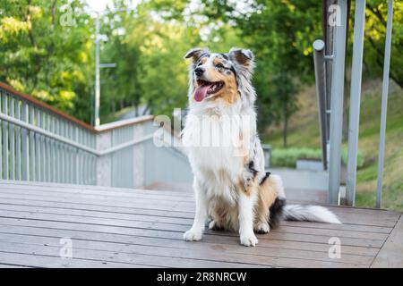 Porträt eines wunderschönen blauen Merle-australischen Hundes im Stadtpark. Süßer australischer Schäferhund, der auf einem Holzpflaster sitzt Stockfoto