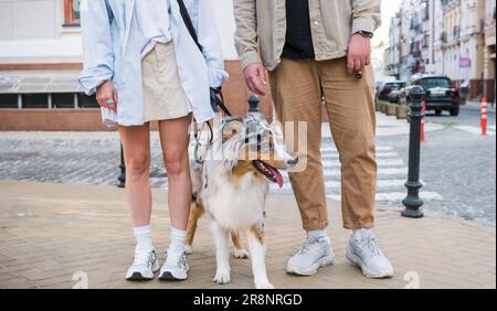 Australischer Schäferhund mit zwei Leuten in der Stadt. Ein junges Paar geht mit einem australischen Hund mit blauer Merle-Tricolor in der Innenstadt von Kiew spazieren Stockfoto