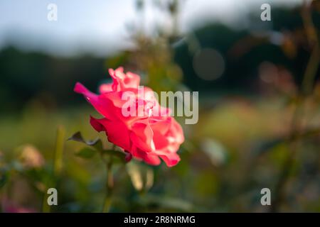 Wunderschöne rosa Rose in einem Rosengarten, beleuchtet von der untergehenden Sonne Stockfoto