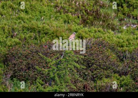 falco tinnunculus, männlicher falco, hoch oben auf einer Lärche an einem sonnigen Sommermorgen in den Bergen Stockfoto