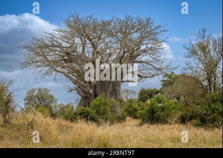 Baobab (Adansonia digitata) in der Landschaft, Kruger-Nationalpark, Mpumalanga, Südafrika. Stockfoto