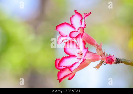 Impala Lily (Adenium multiflorum) Nahaufnahme der Blumen, Kruger-Nationalpark, Südafrika. Stockfoto