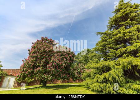 Großer Rosskastanienbaum mit rosa Blumen bedeckt. Stockfoto