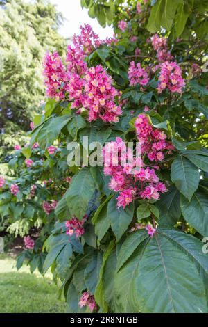 Zweig eines Kastanienbaums mit rosa Blumen im Nahbereich. Stockfoto