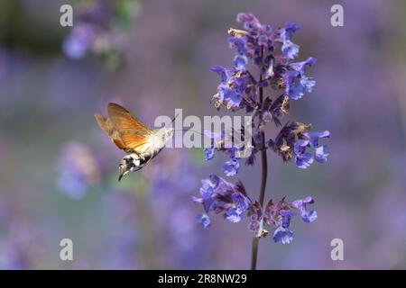 Kolibris-Hawk-Motte (Macroglossum stellatarum), die sich aus der Katzenminze im britischen Garten ernährt Stockfoto