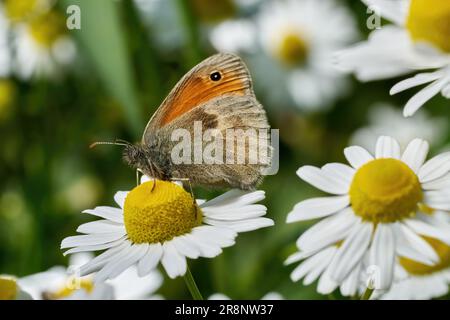 Kleine Heide (Coenonympha pamphilus) Schmetterling auf Kamillenblüte Stockfoto