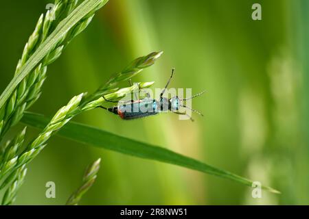 Malachitenkäfer (Malachius bipustulatus), der künstlerisch auf grünen Gräsern krabbelt Stockfoto