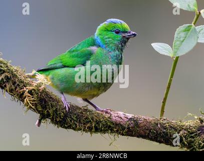 Goldbraun-Chlorophonie (Chlorophonia callophrys, weiblich) aus San Gerardo de Dota, Centra Costa Rica Highland. Stockfoto