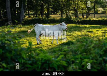 Charolais-Kuh auf einer Weide bei Sonnenuntergang. Französische Rasse von Rindern aus Burgund mit weißem Fell. Stockfoto