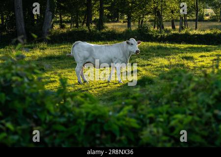 Kuh mit weißem Fell auf einer Lichtung. Charolais-Rinder im Sonnenlicht. Rinderrasse aus Frankreich. Stockfoto